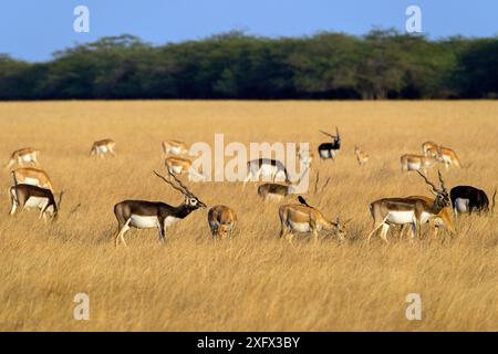 Blackbuck (Antilope cervicapra), Herde mit Männchen und Weibchen, Velavadar Nationalpark, Gujarat, Indien. Stockfoto