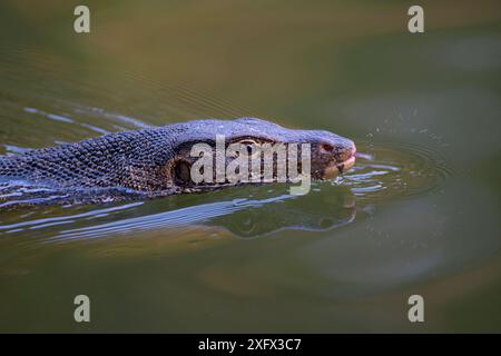 Wassermonitor (Varanus salvator), Schwimmen und Flicken der Zunge, Thailand Stockfoto