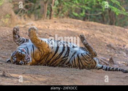 Tiger (Panthera tigris), Rolling on back and Relaxing After Feeding, Ranthambhore National Park, Rajasthan, Indien. Stockfoto