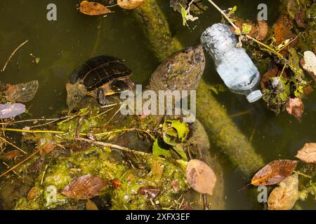 Schnappschildkröte (Chelydra serpentina) und bemalte Schildkröte (Chrysemys picta) mit weggeworfener Plastikflasche, Maryland, USA. Juli. Etikett auf Flasche digital entfernt. Stockfoto