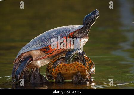 Nördliche Rotbauchschildkröte (Pseudemys rubriventris), Maryland, USA. Mai. Stockfoto