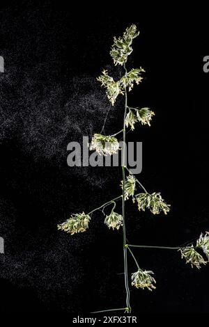 Hahnengras (Dactylis glomerata), das Pollen in Breeze dispergiert, UK. Stockfoto