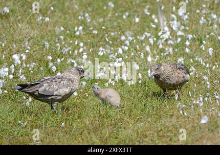 Große Skua / Bonxie (Stercorarius skua) Familie in Cottongrass (Eriophorum). Hermaness, Shetland, Schottland, Großbritannien. Juni. Stockfoto