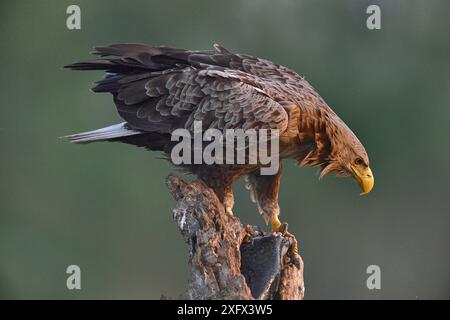Seeadler (Haliaeetus albicilla), der auf Baumstumpf mit Fischen sitzt und nach unten blickt. Donaudelta, Rumänien. Mai. Stockfoto