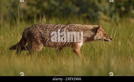 Goldener Schakal (Canis aureus), der durch Grasland läuft. Donaudelta, Rumänien, Mai. Stockfoto