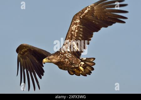 Seeadler (Haliaeetus albicilla) im Flug. Donaudelta, Rumänien. Mai. Stockfoto