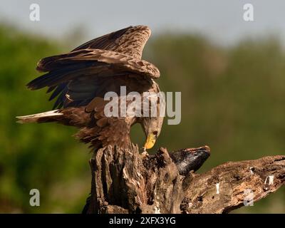 Seeadler (Haliaeetus albicilla), der auf einem Baumstamm einen Fisch isst. Donaudelta, Rumänien. Mai. Stockfoto