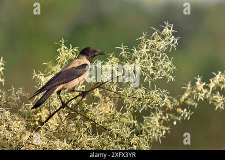 Kapuzenkrähe (Corvus cornix) im Baum. Donaudelta, Rumänien. Mai. Stockfoto