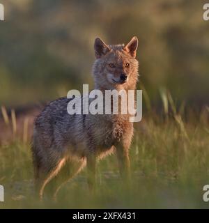 Goldener Schakal (Canis aureus). Donaudelta, Rumänien, Mai. Stockfoto