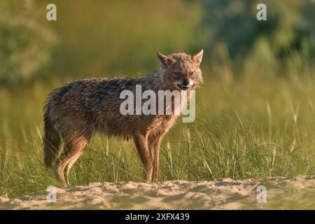 Goldener Schakal (Canis aureus), weibliche Zähne. Donaudelta, Rumänien, Mai. Stockfoto