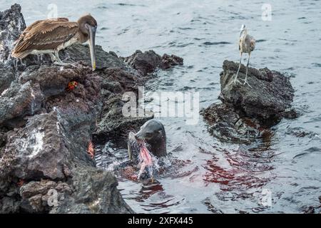 Galapagos-Seelöwen (Zalophus wollebaeki) fressen Thunfisch, der von Raubfischern beobachtet wird, darunter Brauner Pelikan (Pelecanus occidentalis Urinator), großer Blaureiher (Ardea herodias) und Sally-lightfoot-Krabbe (Grapsus grapsus) Eine Gruppe der Seelöwen hat gelernt, pelagischen Gelbflossenthun in Eine kleine Bucht zu halten und sie gefangen. Die Fische springen oft an Land, um zu entkommen. Punta Gavilanes, Fernandina Island, Galapagos. Stockfoto