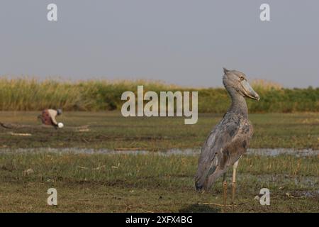 Shoebill (Balaeniceps rex) mit Person im Hintergrund, Bengweulu Swamp, Sambia Stockfoto