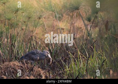 Schuhschnabel (Balaeniceps Rex) Bengweulu Sumpf, Sambia Stockfoto