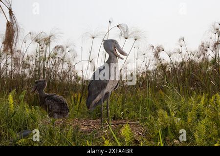 Shoebill (Balaeniceps rex) Küken, zwei Monate alt im Nest. Bengweulu Swamp, Sambia Stockfoto