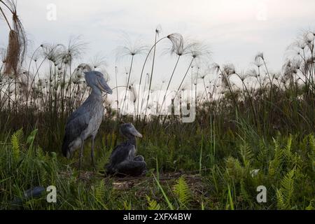 Shoebill (Balaeniceps rex) Küken, zwei Monate alt im Nest. Bengweulu Swamp, Sambia Stockfoto