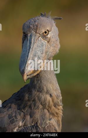 Shoebill (Balaeniceps rex) Porträt, Bengweulu Swamp, Sambia Stockfoto