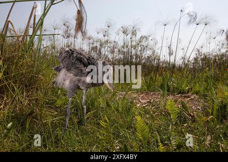 Shoebill (Balaeniceps rex) Küken, zwei Monate alt im Nest. Bengweulu Swamp, Sambia Stockfoto