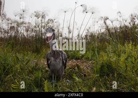 Shoebill (Balaeniceps rex) Küken, zwei Monate alt im Nest. Bengweulu Swamp, Sambia Stockfoto