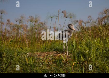 Shoebill (Balaeniceps rex) Küken, zwei Monate alt im Nest. Bengweulu Swamp, Sambia Stockfoto