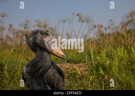 Shoebill (Balaeniceps rex) Küken, zwei Monate alt im Nest. Bengweulu Swamp, Sambia Stockfoto