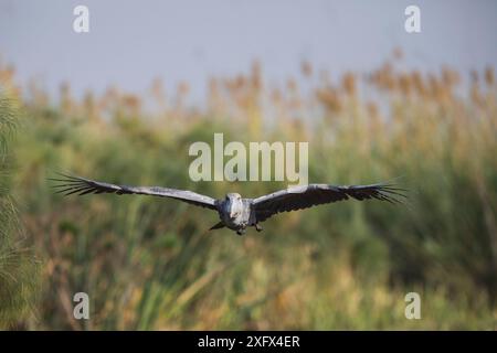 Shoebill (Balaeniceps rex) im Flug, Bengweulu Swamp, Sambia Stockfoto