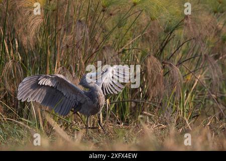 Shoebill (Balaeniceps rex) zeigt an, Bengweulu Swamp Sambia Stockfoto