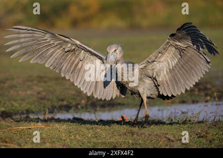 Shoebill (Balaeniceps rex) Landung. Bengweulu Swamp, Sambia. Stockfoto