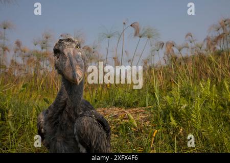 Shoebill (Balaeniceps rex) Küken, zwei Monate alt im Nest. Bengweulu Swamp, Sambia Stockfoto