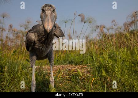 Shoebill (Balaeniceps rex) Küken, zwei Monate alt im Nest. Bengweulu Swamp, Sambia Stockfoto