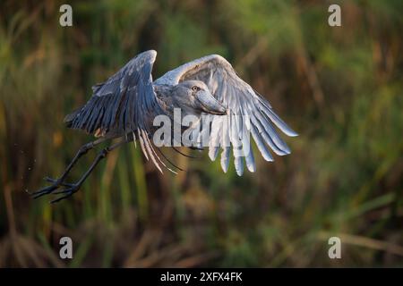 Shoebill (Balaeniceps rex) im Flug, Bengweulu Swamp, Sambia Stockfoto