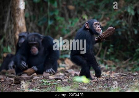 Schimpanse (Pan troglodytes verus) „Fanwaa“ im Alter von 5 Jahren, spielt, während Mutter „Jeje“ Steine benutzt, um Palmennüsse zu knacken. Bossou, Republik Guinea. Stockfoto