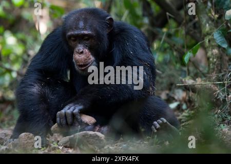 Schimpanse (Pan troglodytes verus) „Jeje“, erwachsener Mann, der Steine als Werkzeug benutzt, um Palmennüsse zu knacken. Bossou, Republik Guinea. Stockfoto