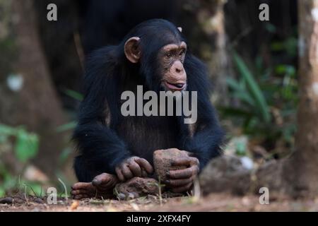 Schimpansen (Pan troglodytes verus) juveniler „Fanwaa“ im Alter von 5 Jahren, mit Steinen als Werkzeug, um Palmennüsse zu knacken. Bossou, Republik Guinea. Stockfoto