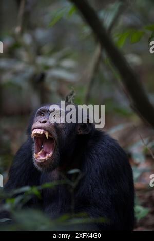 Schimpanse (Pan troglodytes verus) 'Jeje' männlicher Gähner, Bossou, Republik Guinea. Stockfoto