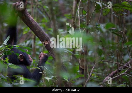 Schimpansen (Pan troglodytes verus) juveniler männlicher Schimpansen mit Werkzeug (Stock) zur Beutegewinnung aus Loch, Bossou, Republik Guinea. Stockfoto