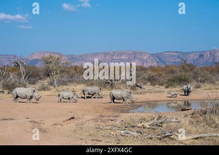 Crash des weißen Nashorns am Wasserloch in Südafrika. Stockfoto