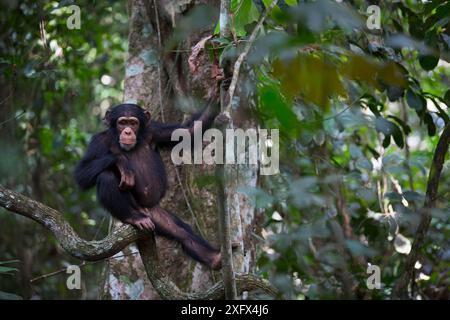 Schimpanse (Pan troglodytes verus) 'Fanwaa', Jugendlicher, 5 Jahre alt, Bossou, Republik Guinea. Stockfoto