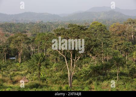 Habitat für Schimpansen (Pan troglodytes verus) in Bossou, Republik Guinea. Stockfoto