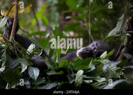 Schimpanse (Pan troglodytes verus) 'Jire' in ihrem Nest für Nacht. Bossou, Republik Guinea Stockfoto