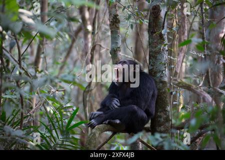 Schimpanse (Pan troglodytes verus) 'Jeje' erwachsener Mann. Bossou, Republik Guinea. Stockfoto