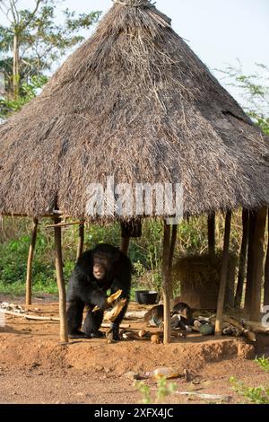 Schimpanse (Pan troglodytes verus) 'Jeje' erwachsener Mann isst Mais in einer Hütte. Bossou, Republik Guinea Stockfoto