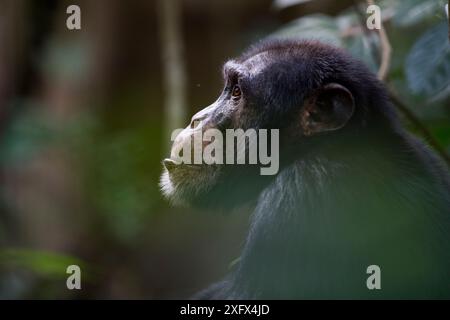 Schimpanse (Pan troglodytes verus) 'Jeje' erwachsener Mann. Bossou, Republik Guinea. Stockfoto