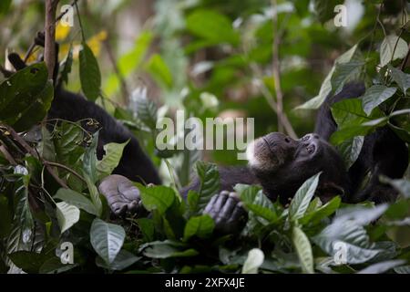 Schimpanse (Pan troglodytes verus) 'Jire' erwachsenes Weibchen. Bossou, Republik Guinea. Stockfoto