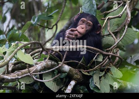 Schimpanse (Pan troglodytes verus) 'Fanwaa' im Alter von 5 Jahren, männlich im Nest. Bossou, Republik Guinea. Stockfoto