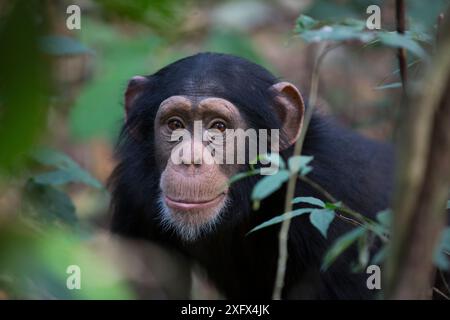 Schimpanse (Pan troglodytes verus) 'Fanwaa' im Alter von 5 Jahren juveniler männlicher Mann. Bossou, Republik Guinea Stockfoto