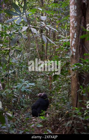 Schimpanse (Pan troglodytes verus) 'Jeje', männlich, Bossou, Republik Guinea Stockfoto