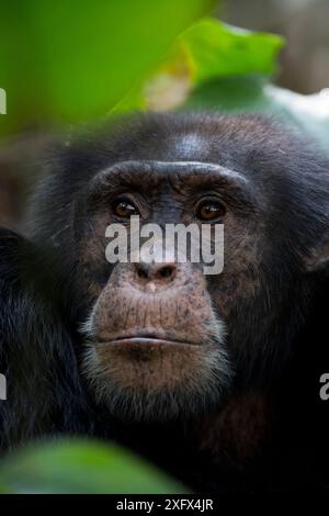 Schimpanse (Pan troglodytes verus) 'Jeje' erwachsener Mann. Bossou, Republik Guinea. Stockfoto