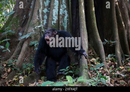 Schimpanse (Pan troglodytes verus) „Jeje“, der sich kurz vor dem Trommeln auf einem Baum zeigt. Bossou, Republik Guinea Stockfoto