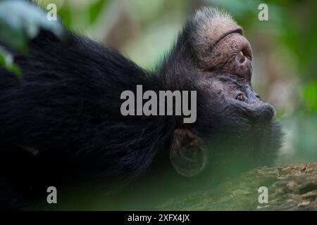 Schimpanse (Pan troglodytes verus) 'Jeje' erwachsener Mann in Ruhestellung. Bossou, Republik Guinea. Stockfoto