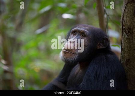 Schimpanse (Pan troglodytes verus) 'Jeje', männlich, Bossou, Republik Guinea Stockfoto